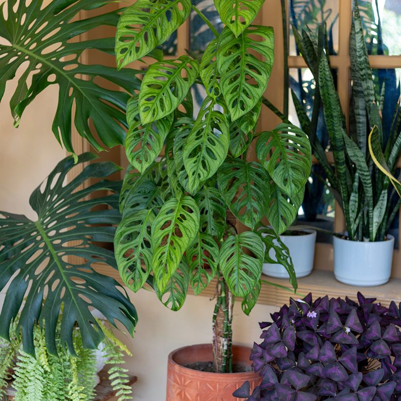 Monstera adansonii - Fensterblatt (Plant habit)