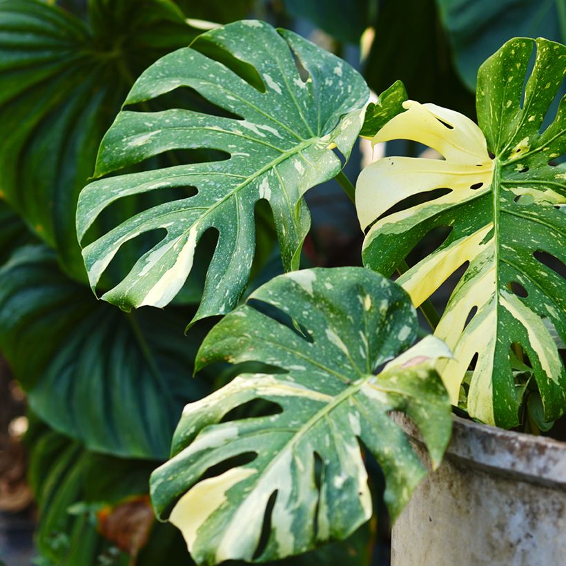 Monstera Thai Constellation - Fensterblatt (Foliage)