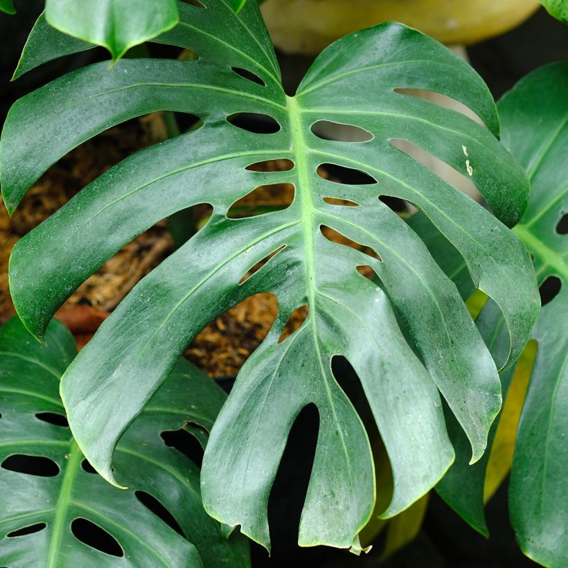 Monstera deliciosa - - Köstliches fensterblatt (Laub)