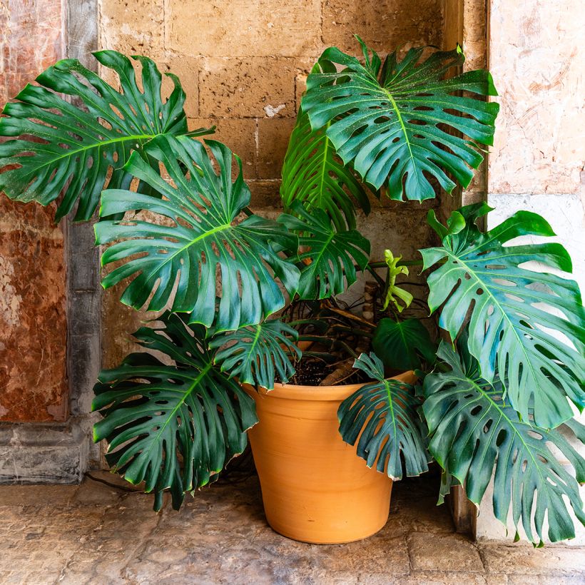 Monstera deliciosa - - Köstliches fensterblatt (Wuchs)