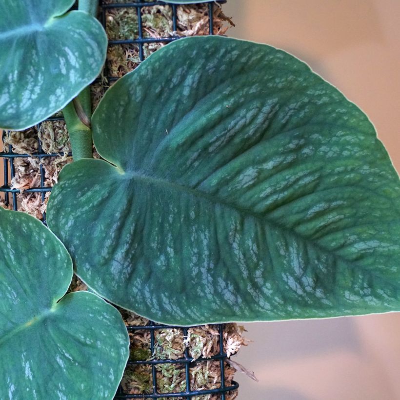 Monstera dubia - Fensterblatt (Laub)