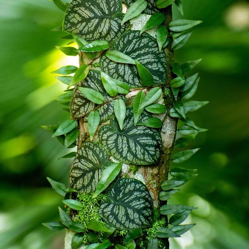Monstera dubia - Fensterblatt (Wuchs)