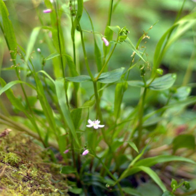 Claytonia sibirica - Sibirische Claytonie (Foliage)
