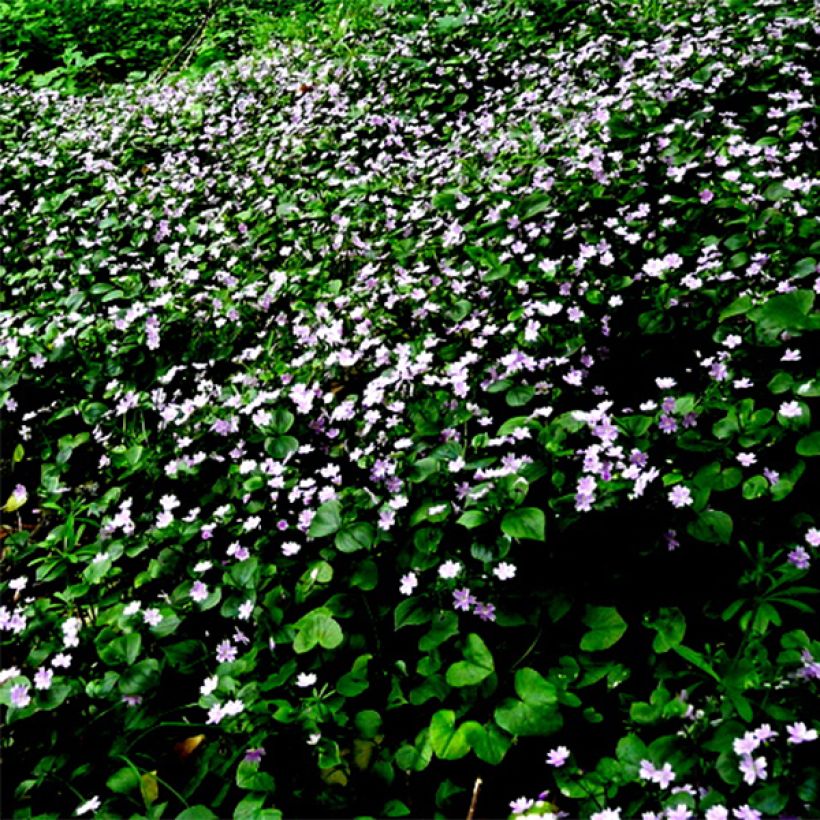 Claytonia sibirica - Sibirische Claytonie (Flowering)
