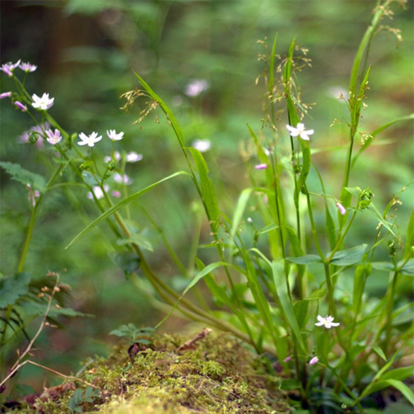 Claytonia sibirica - Sibirische Claytonie (Plant habit)