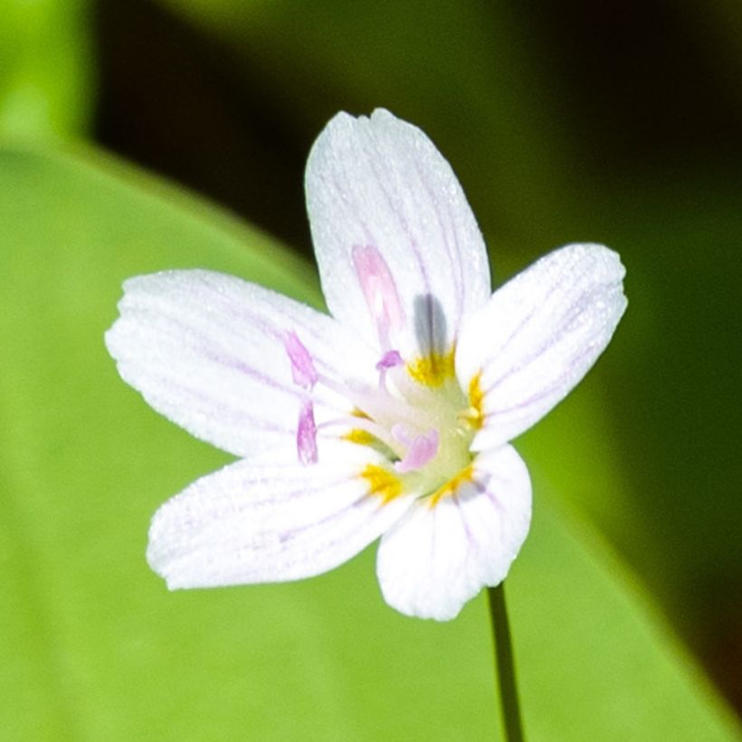 Claytonia sibirica Alba - Sibirische Claytonie (Flowering)