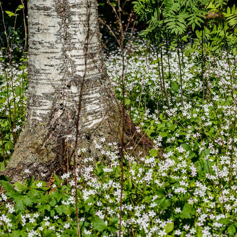 Claytonia sibirica Alba - Sibirische Claytonie (Plant habit)
