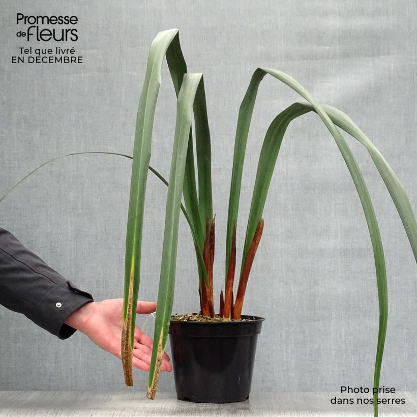 Example of Moraea huttonii - Kap-Iris Topf mit 4L/5L as you get in hiver