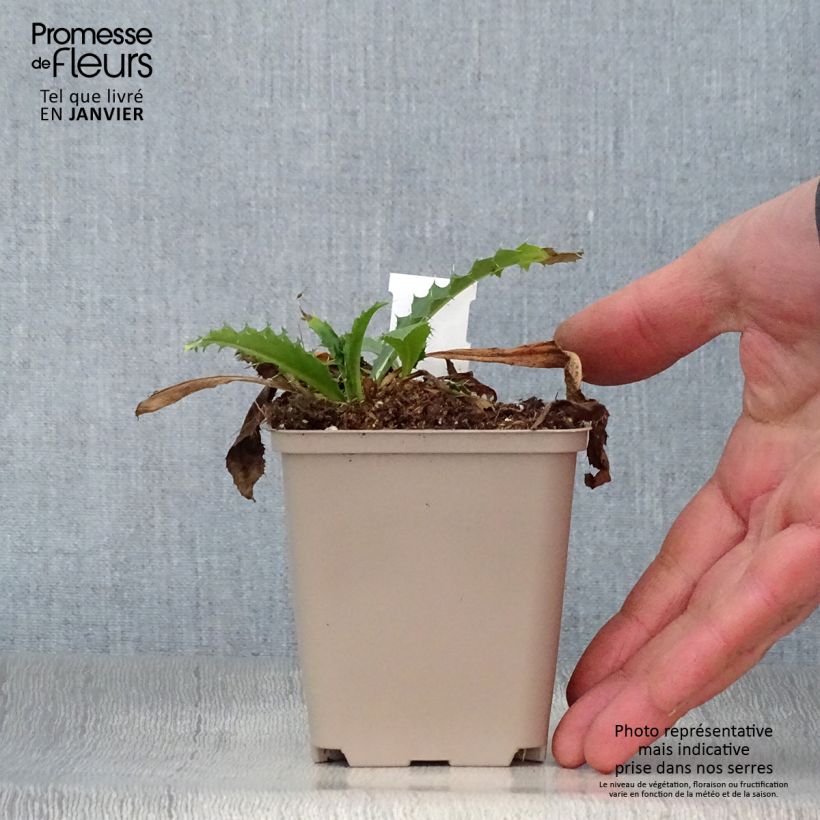 Exemplar von Morina longifolia - Kardendistel Kleine Töpfe von 8/9 cm wie im Winter geliefert