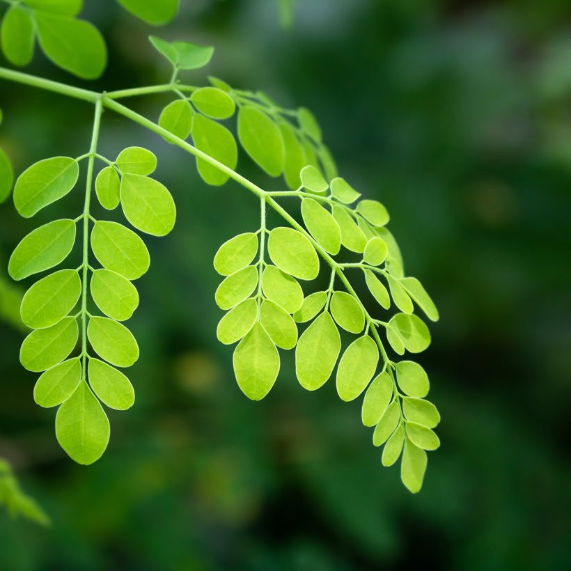 Moringa oleifera - Pferderettichbaum (Foliage)