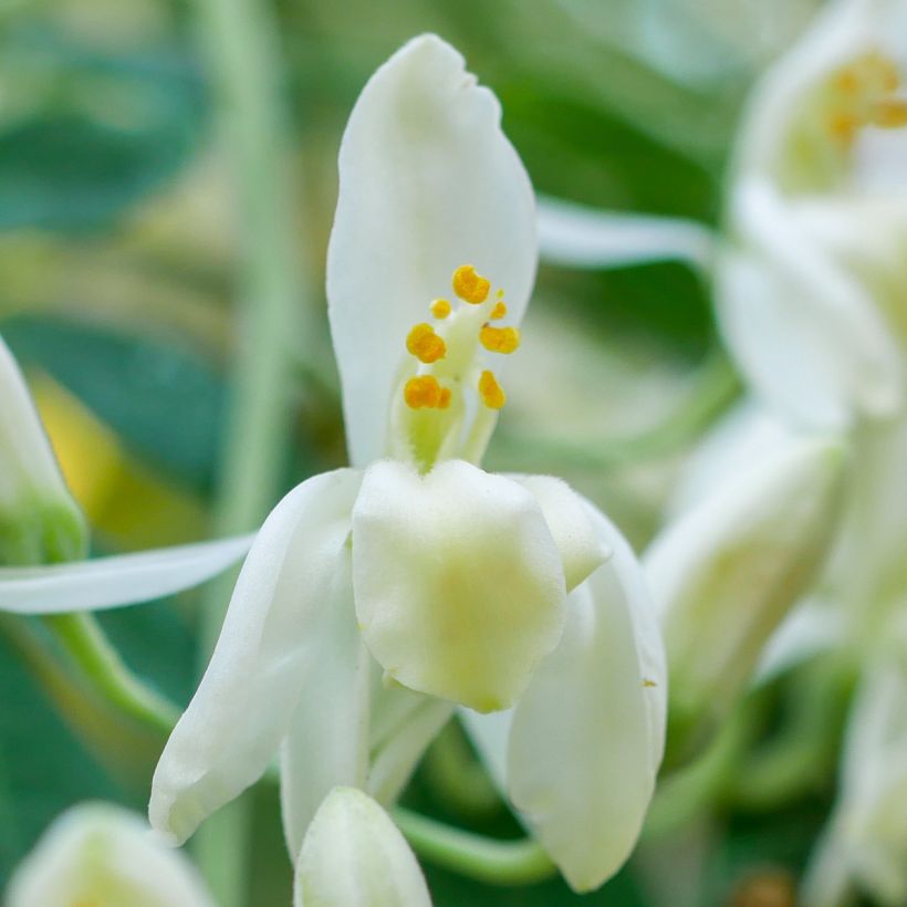 Moringa oleifera - Pferderettichbaum (Flowering)