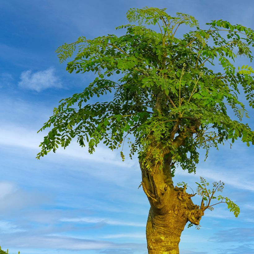 Moringa oleifera - Pferderettichbaum (Plant habit)