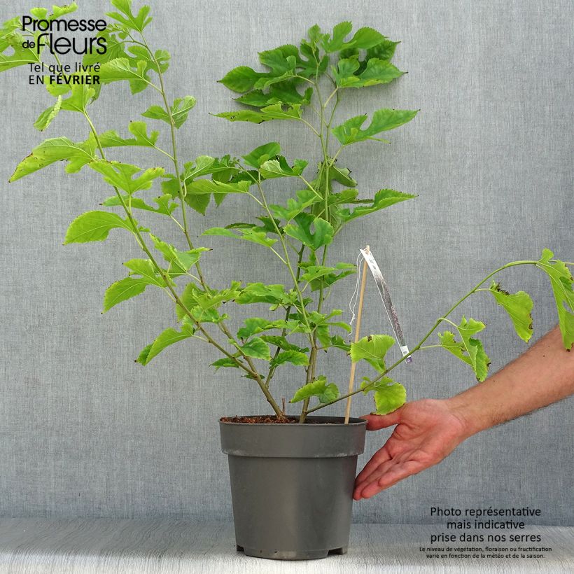 Example of Koreanische Zwerg-Maulbeere Mulle - Morus acidosa Topf mit 3L/4L as you get in automne