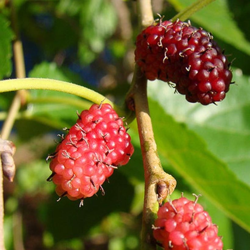Morus alba - Weißer Maulbeerbaum (Harvest)