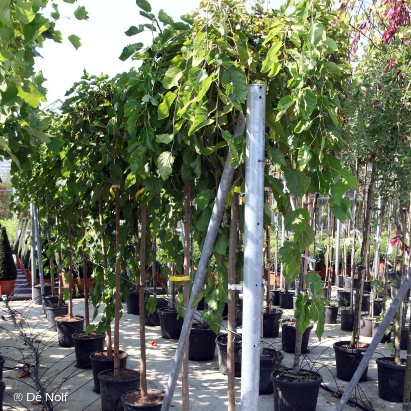 Morus alba Pendula - Weißer Maulbeerbaum (Plant habit)