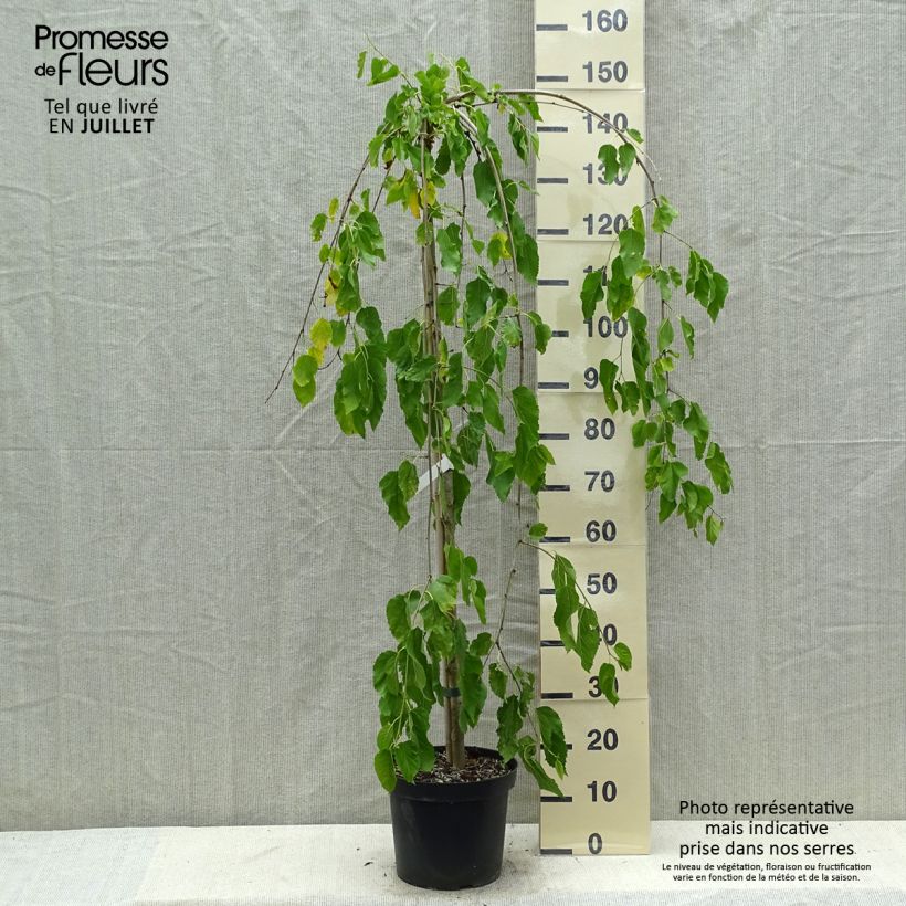 Exemplar von Morus alba Pendula - Weißer Maulbeerbaum Topf mit 7,5L/10L, Stamm wie im Sommer geliefert