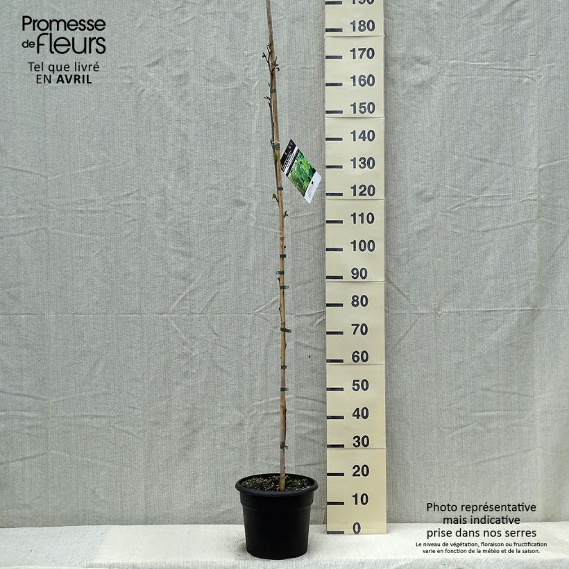 Example of Morus kagayamae - Kagayamae-Maulbeere Topf mit 7,5L/10L as you get in printemps