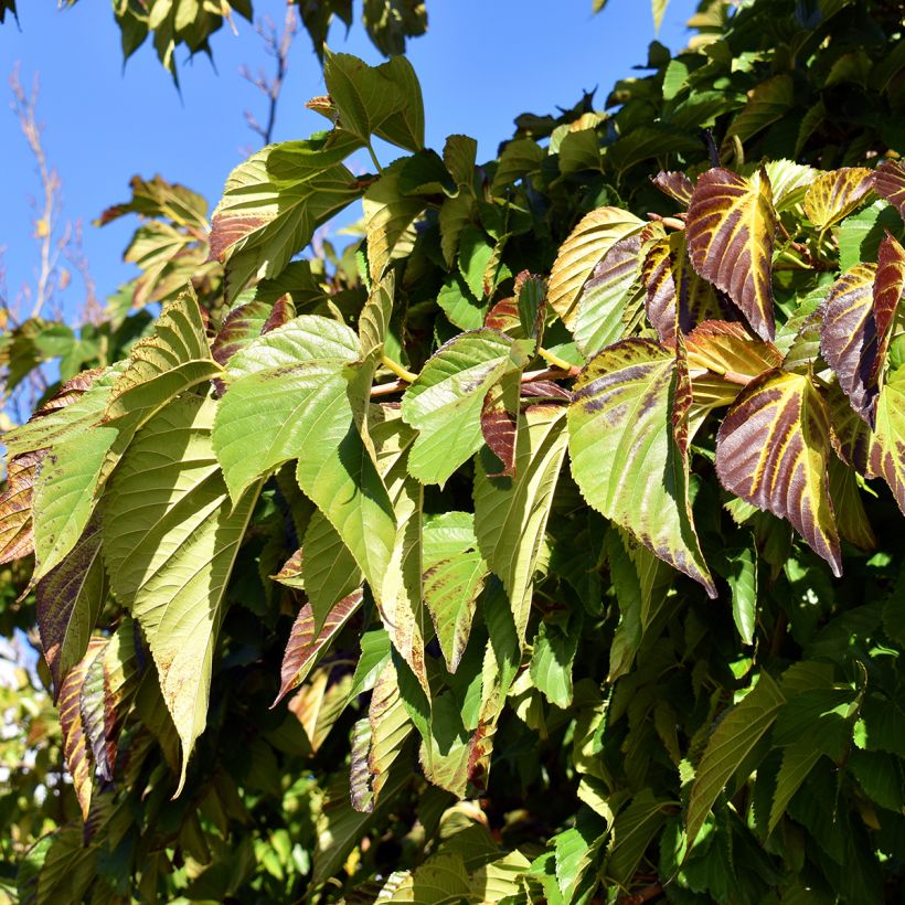 Morus kagayamae - Kagayamae-Maulbeere (Foliage)