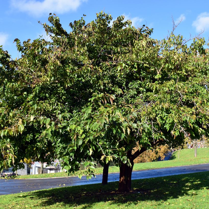 Morus kagayamae - Kagayamae-Maulbeere (Plant habit)