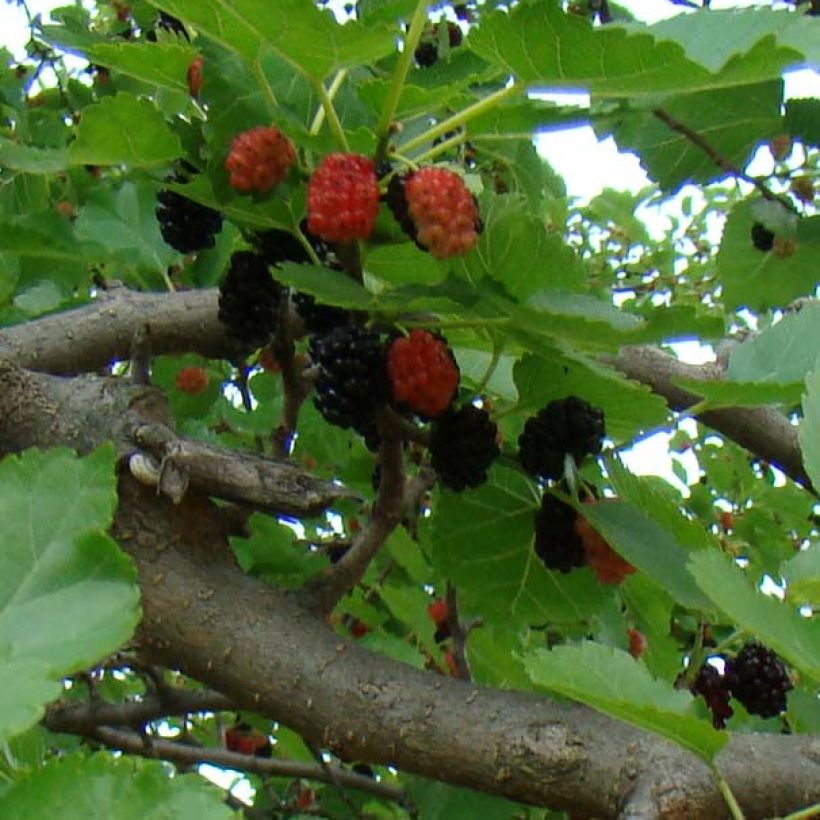 Morus nigra - Schwarzer Maulbeerbaum (Harvest)