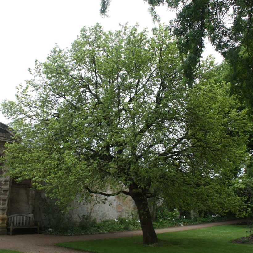 Morus nigra - Schwarzer Maulbeerbaum (Plant habit)