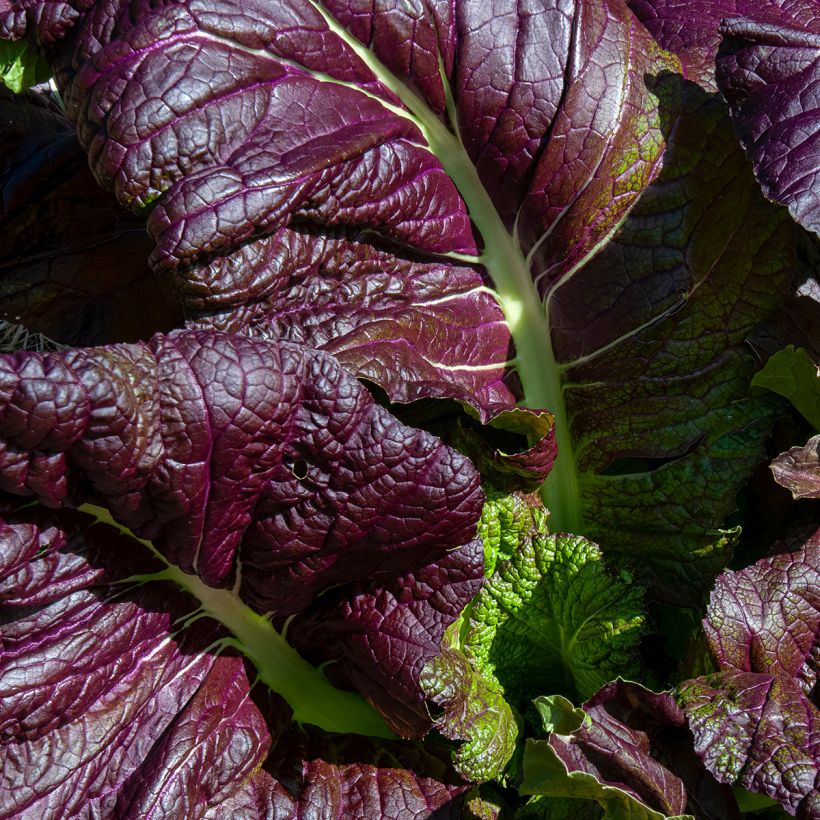 Sarepta-Senf Red Giant Bio - Ferme de Sainte Marthe (Foliage)