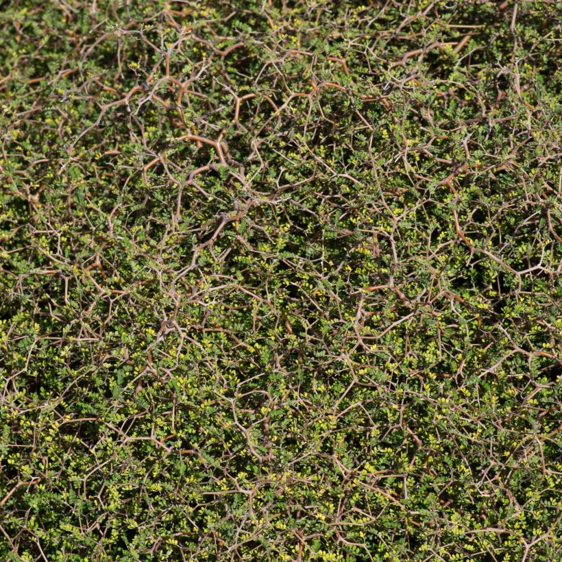 Muehlenbeckia astonii - Strauchiger Tororaro (Foliage)