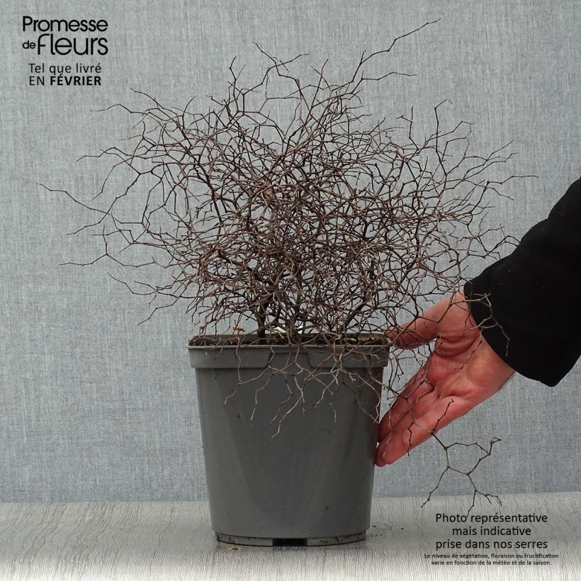 Exemplar von Muehlenbeckia astonii - Strauchiger Tororaro Topf mit 3L/4L wie im Winter geliefert