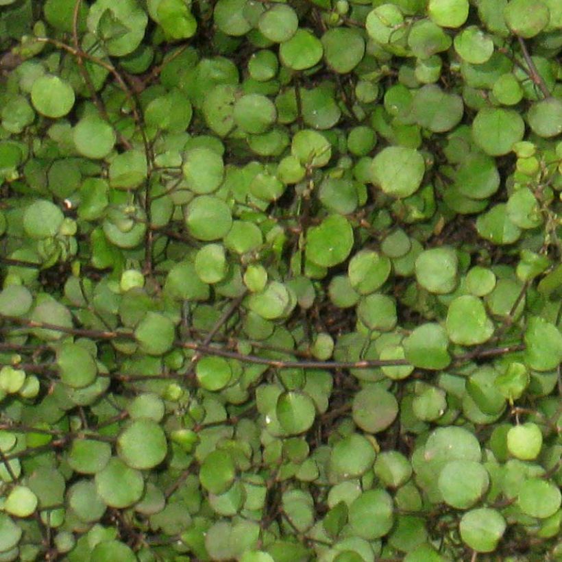 Muehlenbeckia axillaris - Teppich-Drahtstrauch (Foliage)