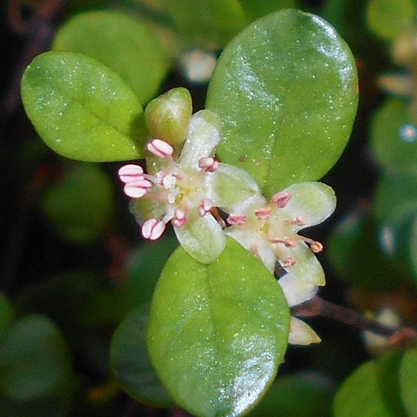 Muehlenbeckia axillaris - Teppich-Drahtstrauch (Flowering)
