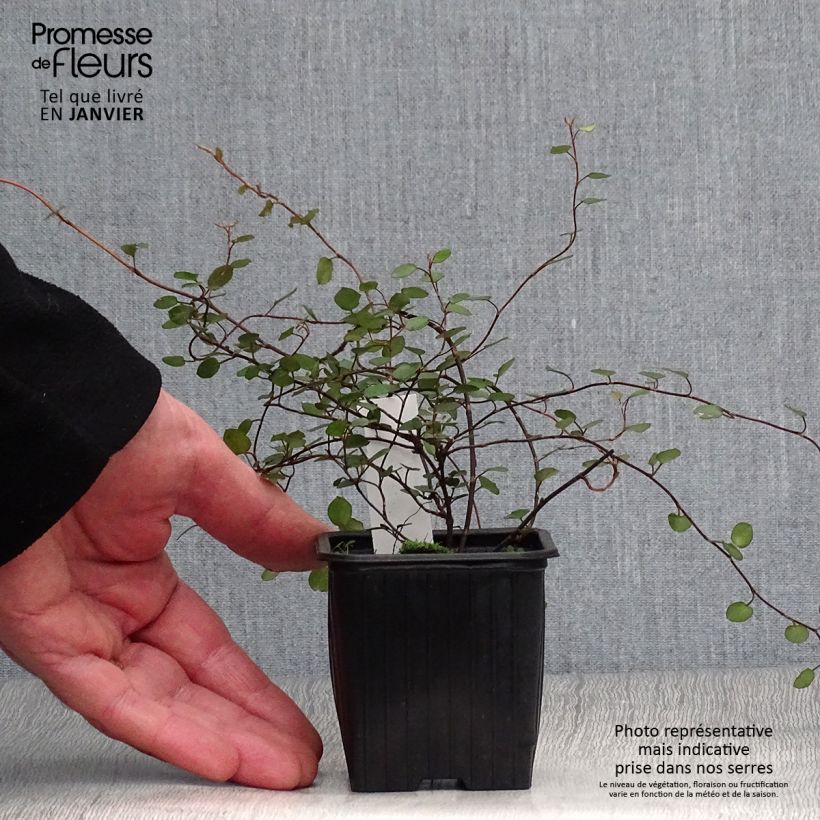 Exemplar von Muehlenbeckia complexa - Mühlenbeckie Kleine Töpfe von 8/9 cm wie im Winter geliefert