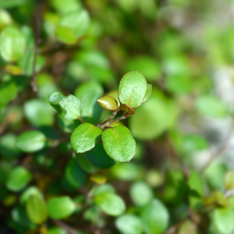 Muehlenbeckia complexa Golden Girl - Mühlenbeckie (Foliage)