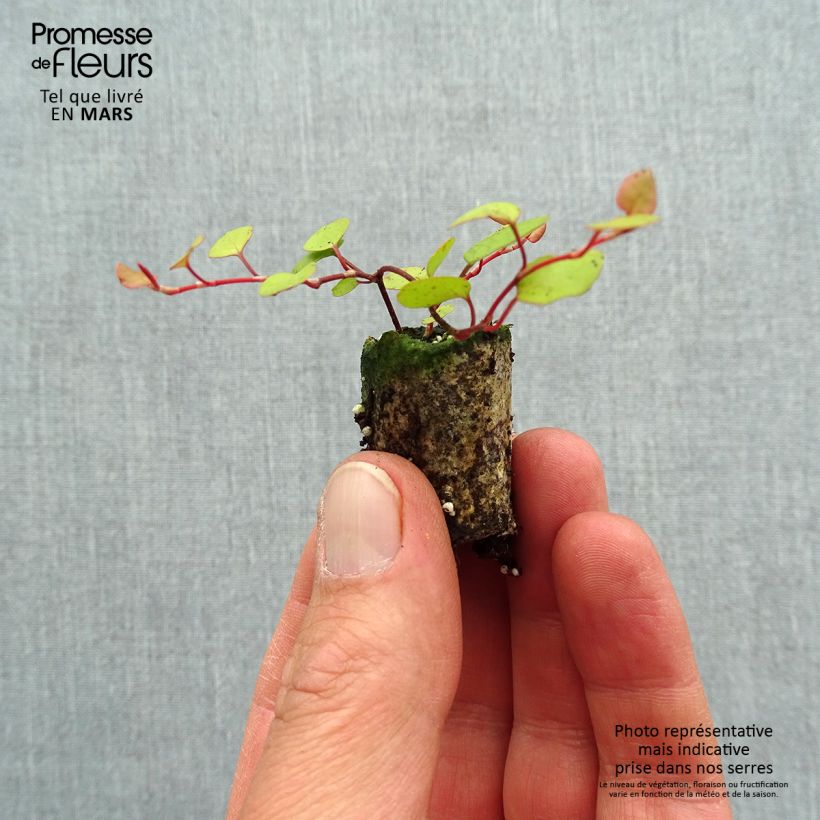 Example of Muehlenbeckia complexa Golden Girl - Mühlenbeckie Mini-Plug Ø 3/4 cm as you get in printemps
