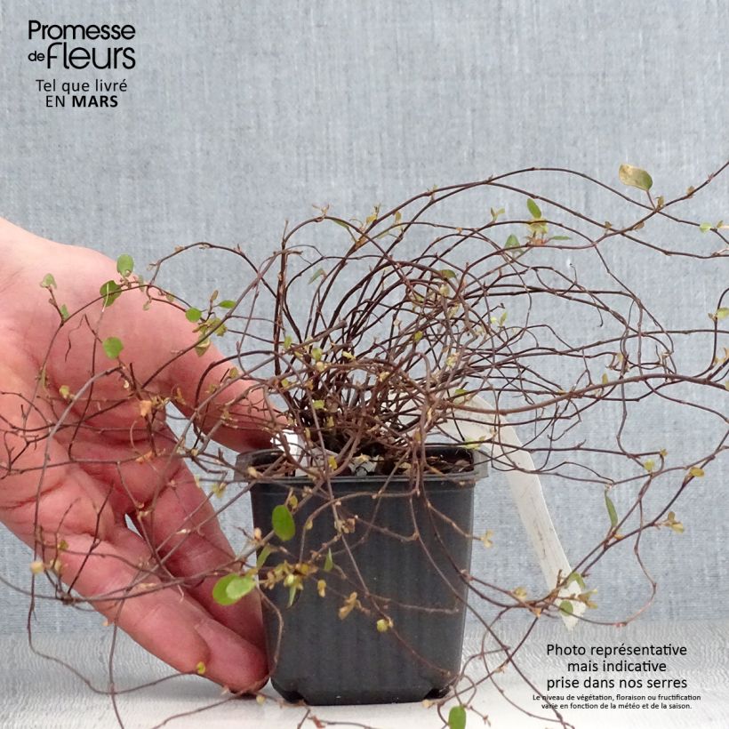 Exemplar von Muehlenbeckia complexa Sealand Compact - Mühlenbeckie Kleine Töpfe von 8/9 cm wie im Frühjahr geliefert