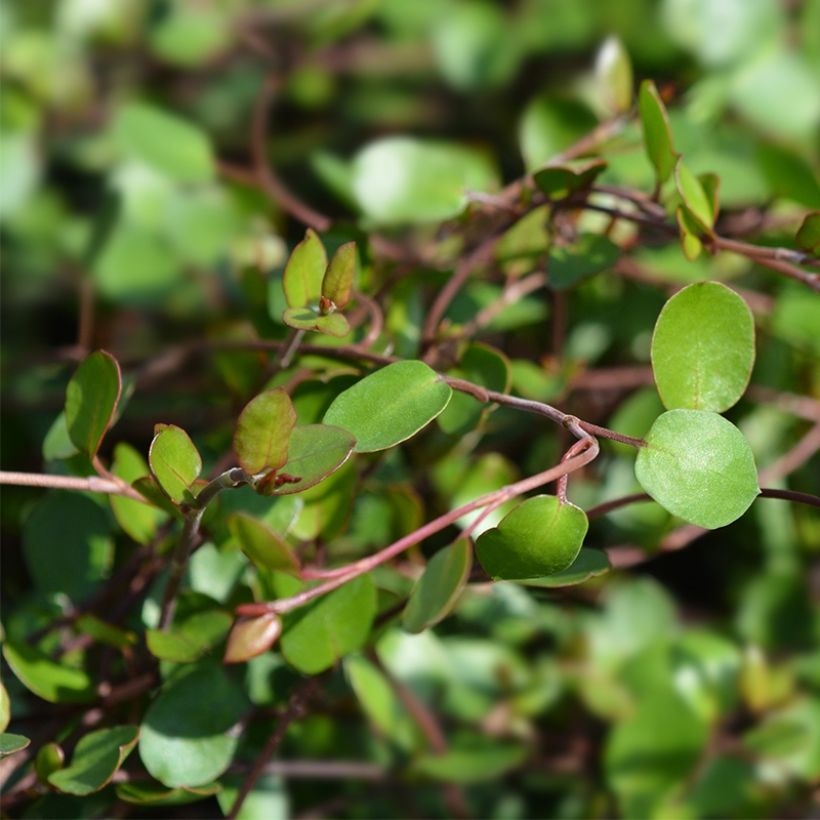 Muehlenbeckia complexa Sealand Compact - Mühlenbeckie (Foliage)
