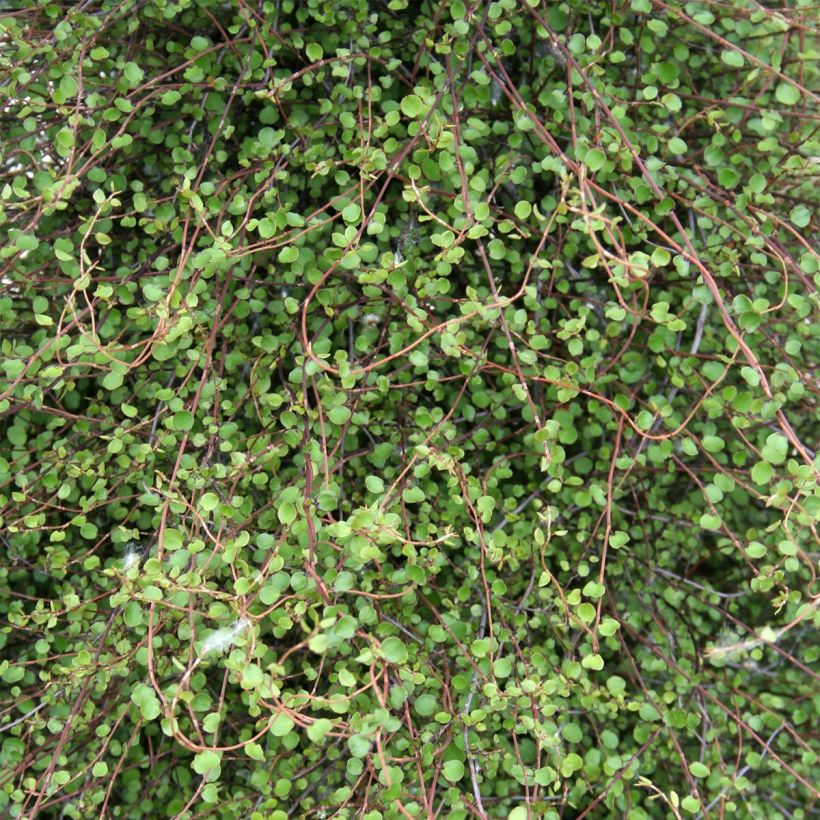 Muehlenbeckia complexa - Mühlenbeckie (Foliage)