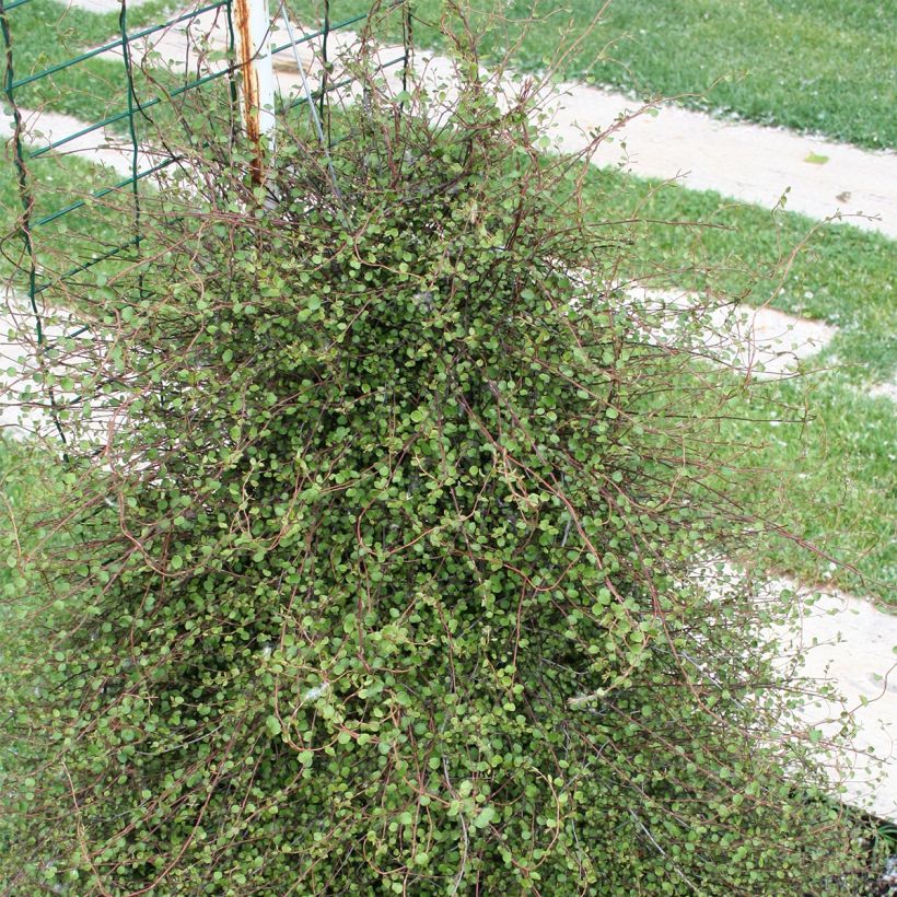 Muehlenbeckia complexa - Mühlenbeckie (Plant habit)