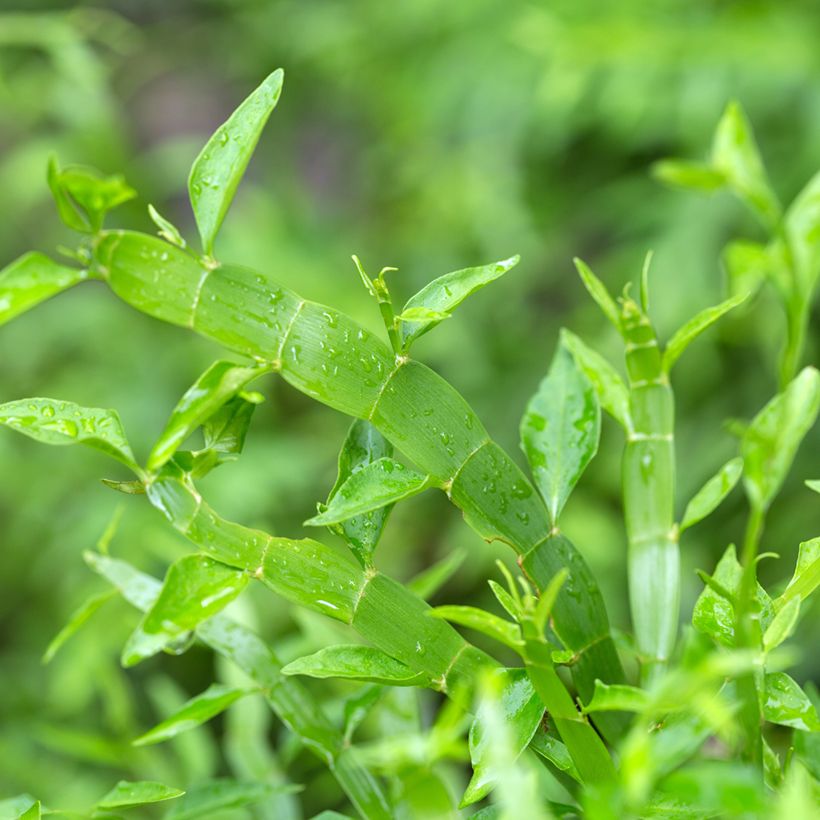 Muehlenbeckia platyclada - Bandbusch (Foliage)