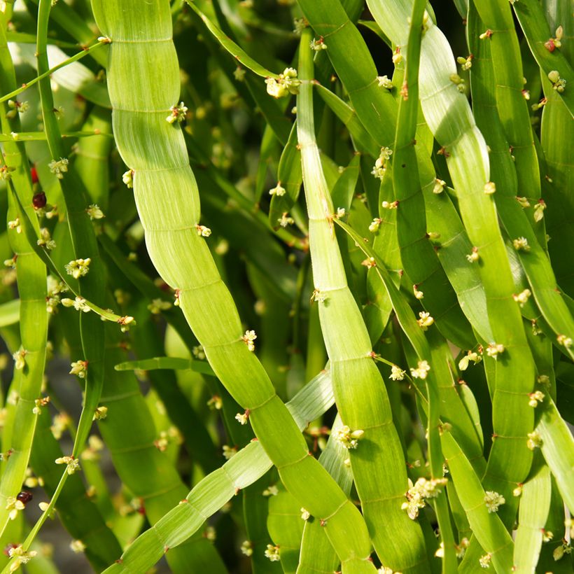 Muehlenbeckia platyclada - Bandbusch (Flowering)