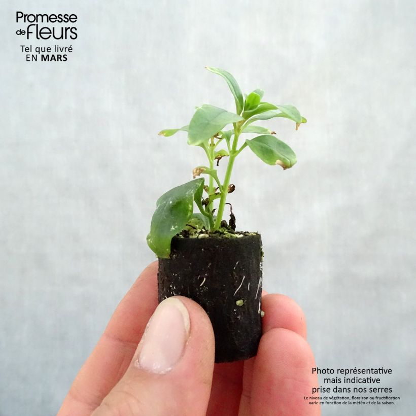 Example of Löwenmäulchen Fruit Salad Up Apricot - Antirrhinum Mini-Plug Ø 3/4 cm as you get in printemps