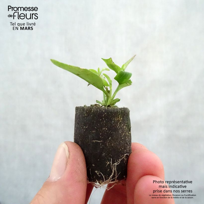 Example of Löwenmäulchen Fruit Salad Up Purple - Antirrhinum Mini-Plug Ø 3/4 cm as you get in printemps