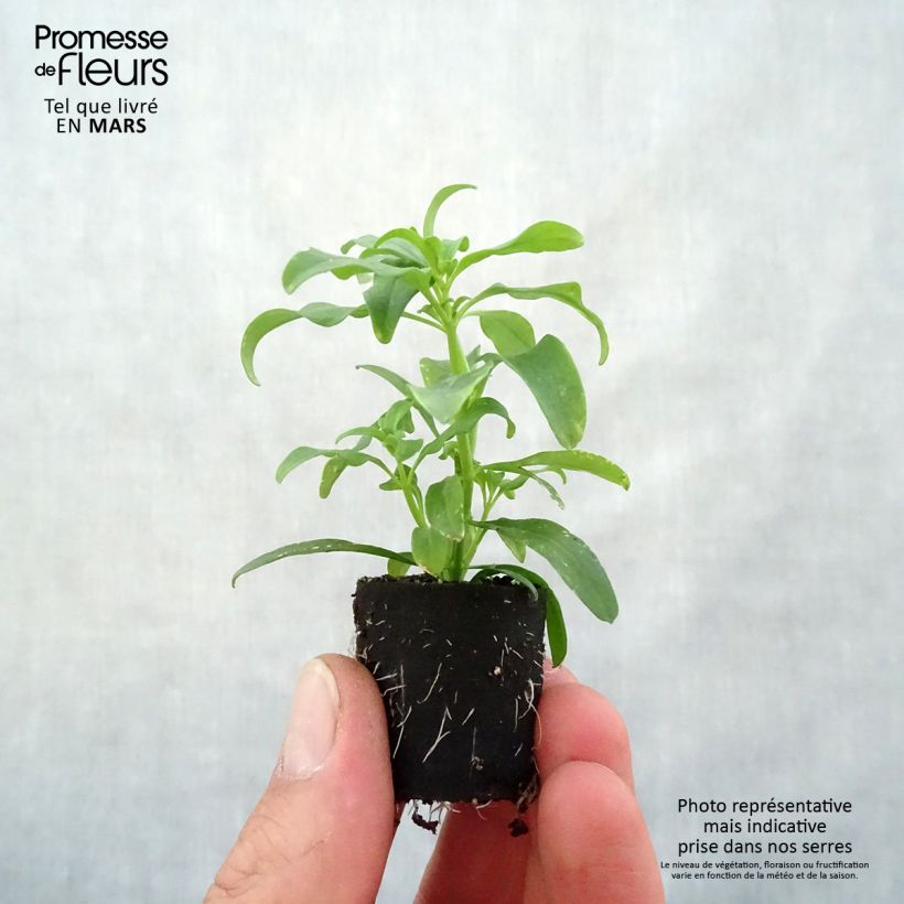 Example of Löwenmäulchen Fruit Salad Up Yellow - Antirrhinum Mini-Plug Ø 3/4 cm as you get in printemps