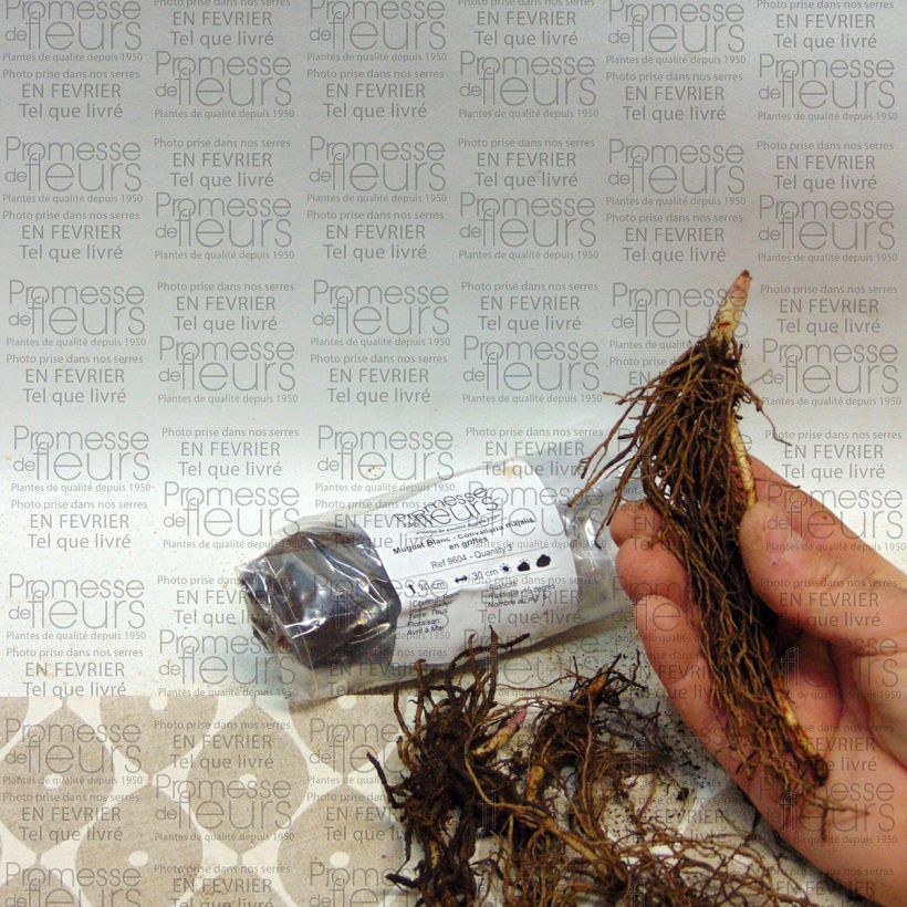Example of Convallaria majalis - Maiglöckchen Zwiebel as you get