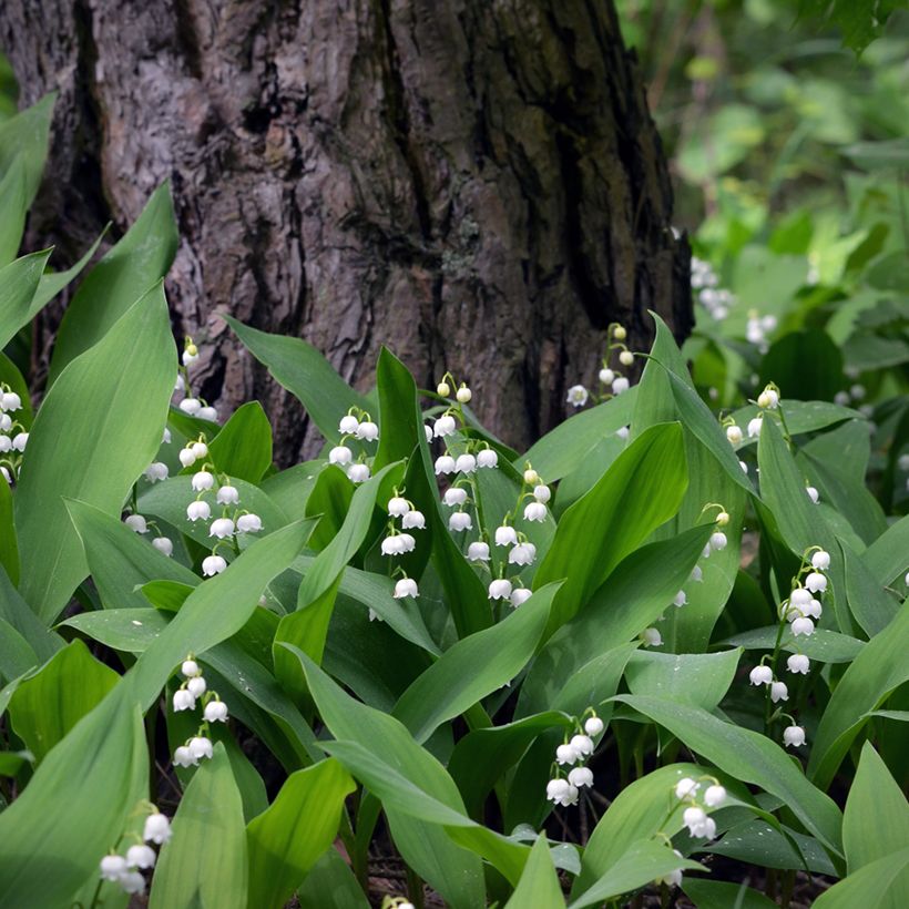 Convallaria majalis - Maiglöckchen (Plant habit)