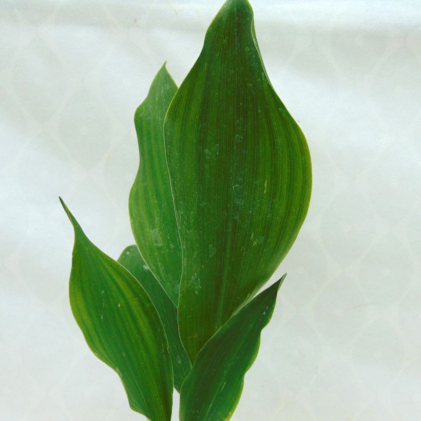 Convallaria majalis - Maiglöckchen (Foliage)