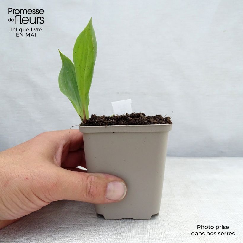 Exemplar von Convallaria majalis - Maiglöckchen Kleine Töpfe von 8/9 cm wie im Frühjahr geliefert