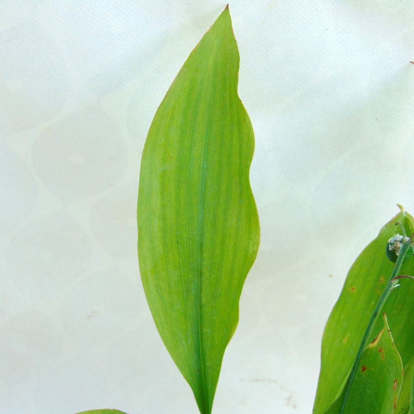 Convallaria majalis Rosea - Maiglöckchen (Foliage)