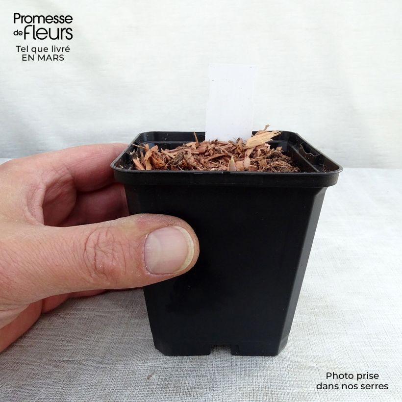 Exemplar von Convallaria majalis Rosea - Maiglöckchen Kleine Töpfe von 8/9 cm wie im Frühjahr geliefert