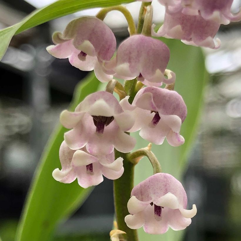 Convallaria majalis Rosea - Maiglöckchen (Flowering)