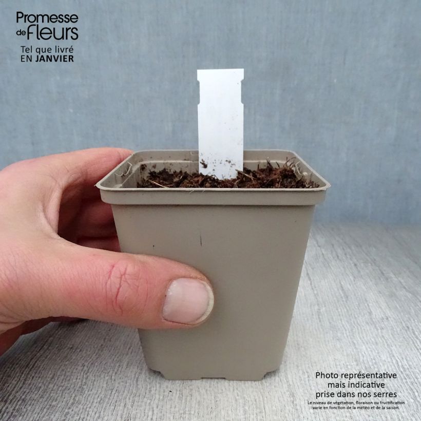 Example of Convallaria majalis Bridal Choice - Maiglöckchen Kleine Töpfe von 8/9 cm as you get in hiver